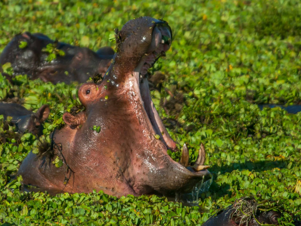 Africa Wildlife Safari - Pangolin Safaris - Chobe River - Botswana